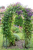 CLEMATIS VITICELLA ON A GARDEN ARCH