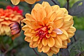 COLOUR BREAKING IN DAHLIA DAVID HOWARD