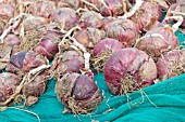 RED KARMEN ONIONS DRYING