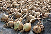 STURON ONIONS DRYING