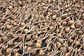 STURON ONIONS DRYING