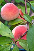 PEACHES RIPENING IN A POLYTUNNEL IN ENGLAND