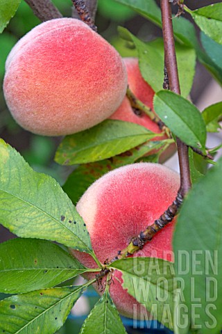PEACHES_RIPENING_IN_A_POLYTUNNEL_IN_ENGLAND