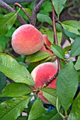 PEACHES RIPENING IN A POLYTUNNEL IN ENGLAND