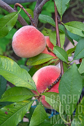 PEACHES_RIPENING_IN_A_POLYTUNNEL_IN_ENGLAND