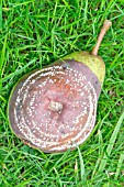 MONILINIA FRUCTIGENA, APPLE BROWN ROT ON PEAR