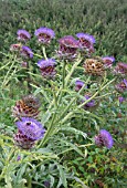 CYNARA CARDUNCULUS