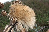 CYNARA CARDUNCULUS