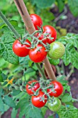 SOLANUM LYCOPERSICUM, TOMATO RED ROBIN