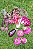 GROUP OF PURPLE ORGANIC VEGETABLES, BEETROOT, PAK CHOI, AUBERGINE AND TURNIPS