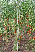 SOLANUM LYCOPERSICUM, TOMATO SHIRLEY F1 HYBRID