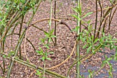 SALIX, WILLOW, USED TO FORM A STRUCTURE