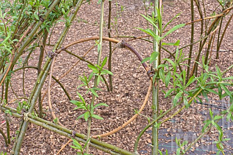 SALIX_WILLOW_USED_TO_FORM_A_STRUCTURE