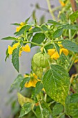 PHYSALIS IXOCARPA, TOMATILLO, RIPENING