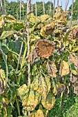 HELIANTHUS ANNUS, SEEDHEADS