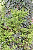 NEW GROWTH ON THE IVY-COVERED TRUNK OF A YEW TREE