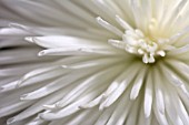 WHITE CHRYSANTHEMUM