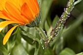 APHIDS AND WHITE CAST APHID SKINS ON CALENDULA OFFICINALIS