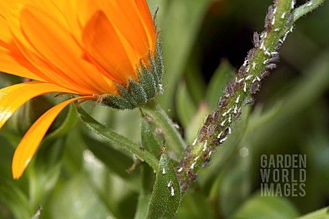 APHIDS_AND_WHITE_CAST_APHID_SKINS_ON_CALENDULA_OFFICINALIS