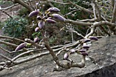 WISTERIA FLORIBUNDA BUDS