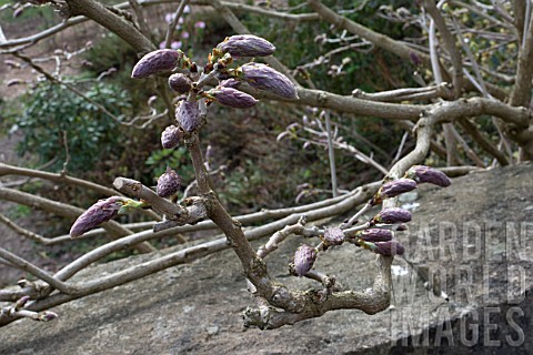 WISTERIA_FLORIBUNDA_BUDS