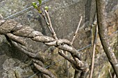 WALL TRAINED WISTERIA FLORIBUNDA