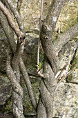 WALL TRAINED WISTERIA FLORIBUNDA