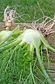 FLORENCE FENNEL