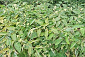 FALLOPIA SACHALINENSIS, GIANT KNOTWEED