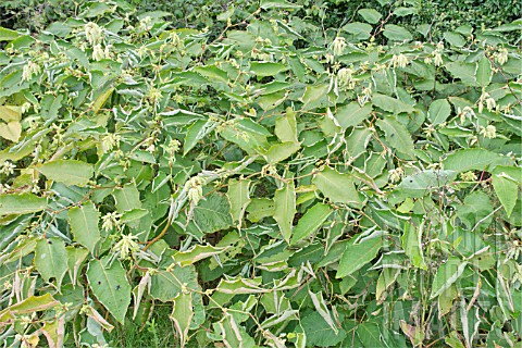 FALLOPIA_SACHALINENSIS_GIANT_KNOTWEED