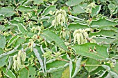 FALLOPIA SACHALINENSIS, GIANT KNOTWEED