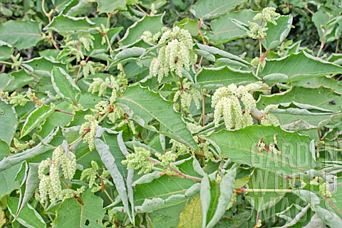 FALLOPIA_SACHALINENSIS_GIANT_KNOTWEED