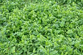 GREEN MANURE, VICIA SATIVA, WINTER TARES