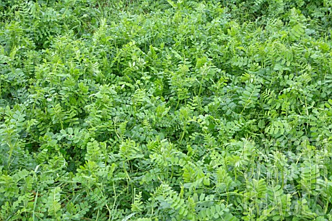 GREEN_MANURE_VICIA_SATIVA_WINTER_TARES