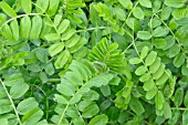 GREEN MANURE, VICIA SATIVA, WINTER TARES