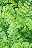 GREEN MANURE, VICIA SATIVA, WINTER TARES