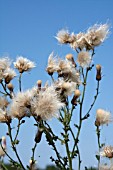 CIRSIUM ARVENSE, CREEPING THISTLE, SEEDHEADS