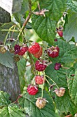 RUBUS IDAEUS, AUTUMN FRUITING RASPBERRY