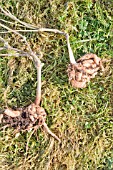 ROOTS OF RUNNER BEAN PLANTS