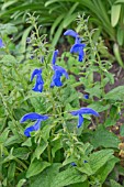 SALVIA PATENS BLUE ANGEL