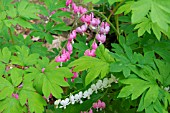 DICENTRA SPECTABILIS