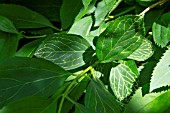 VIRUS ON FORSYTHIA LEAVES