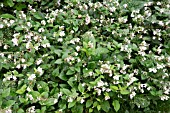 COMFREY HIDCOTE PINK, SYMPHYTUM X HICOTENSE