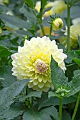 DAHLIA SUNSHINE PAUL