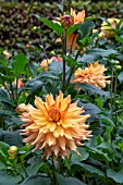 DAHLIA HAMARI GOLD