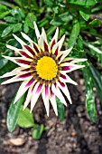 GAZANIA F1 TIGER STRIPE