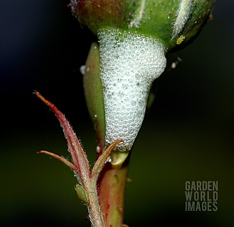 CUCKOO_SPIT_PRODUCED_BY_FROGHOPPER_NYMPH_WITH_A_ROSE_APHID