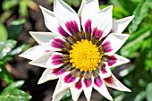 GAZANIA F1 TIGER STRIPE