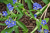 GENTIANA HAYNALDII