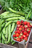 FRESHLY HARVESTED ORGANIC FRUIT AND VEGETABLES